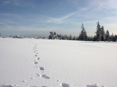 Holiday apartment House Margot Armbruster in the Black Forest - Environment photo 19