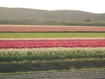 Bungalow Op 't Landtweg 16a - Environment photo 16
