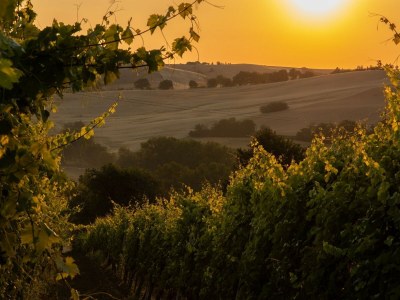 Holiday house Capanna in der "Casa Montale" - Environment photo 28