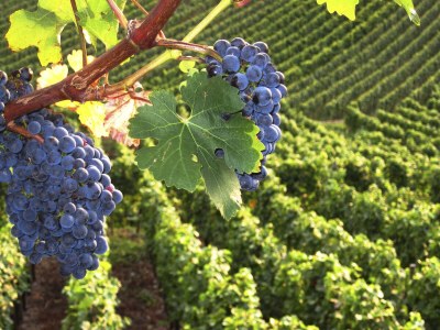 Holiday apartment Müller's Ferienhäusle - Environment photo 19