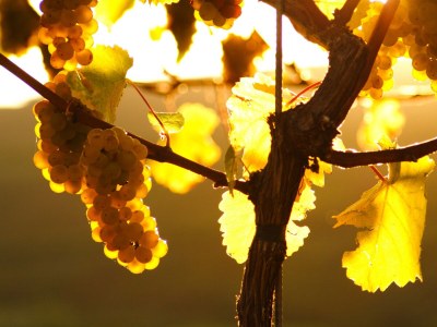 Holiday apartment Müller's Ferienhäusle - Environment photo 20