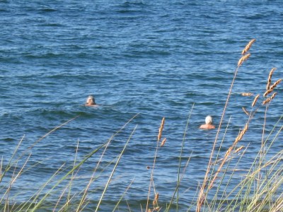 Holiday apartment Beach House - Südstrand - Environment photo 15