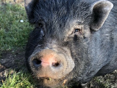 Holiday house Stürsholz. - Environment photo 20