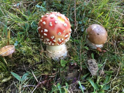 Chalet Chalet am Brüggli 1 - Environment photo 19