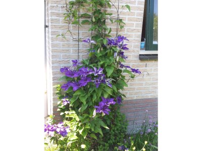 Holiday house Anke House - Outdoor photo 7