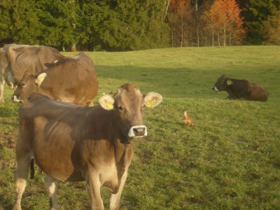 Holiday apartment Hehlehof - Environment photo 12