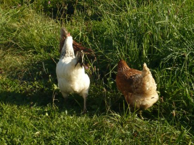 Holiday apartment Hehlehof - Environment photo 14