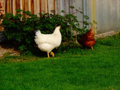 Holiday apartment Hehlehof - Environment photo 15