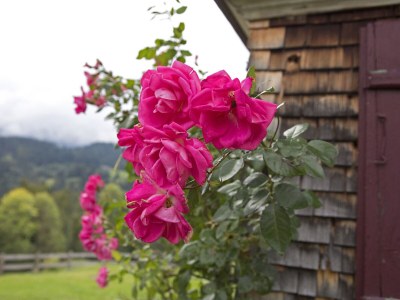 Holiday house Cabin "Hinter'm Berg" - Outdoor photo 6