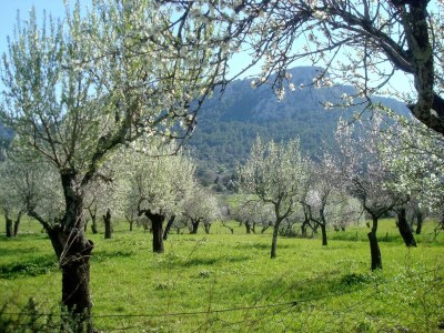 Cottage Can Colonya - Environment photo 27