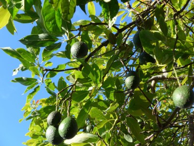 Finca La Guapa - Outdoor photo 36