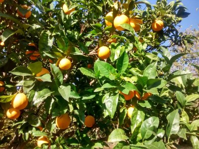 Finca La Guapa - Outdoor photo 37