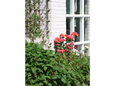 Holiday house Tolsdorf - Outdoor photo 3