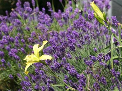 Holiday house Tolsdorf - Outdoor photo 4