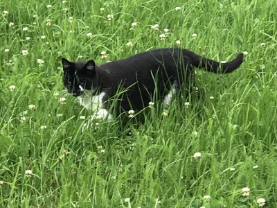 Holiday house Bramberger Mühle - Outdoor photo 8
