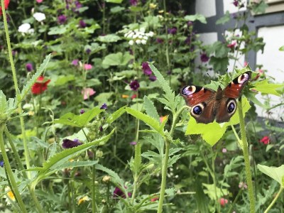 Holiday house Bramberger Mühle - Outdoor photo 10