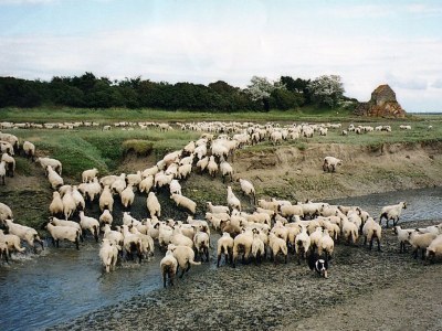 Holiday house La p'tite maison de la bergère - Environment photo 17