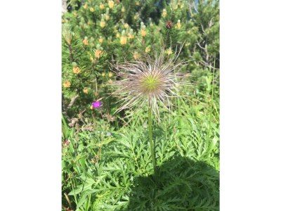 Holiday apartment Nellys Haus - Environment photo 19