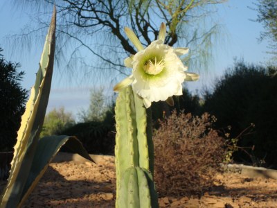 Finca Can Linda - Outdoor photo 15