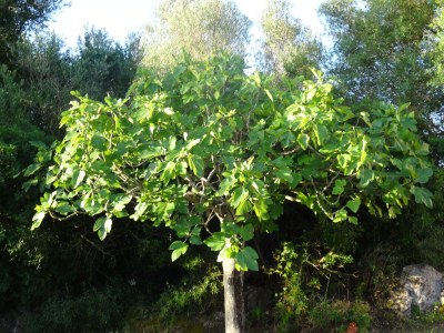 Finca Can Linda - Outdoor photo 19