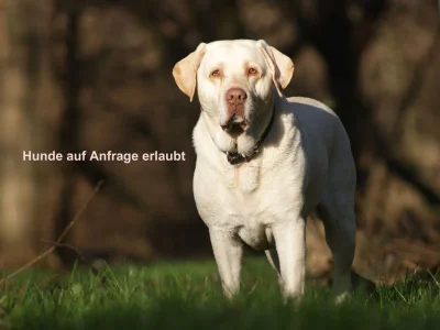 Holiday apartment Cusanus in the Villa-Cues - Features photo 19