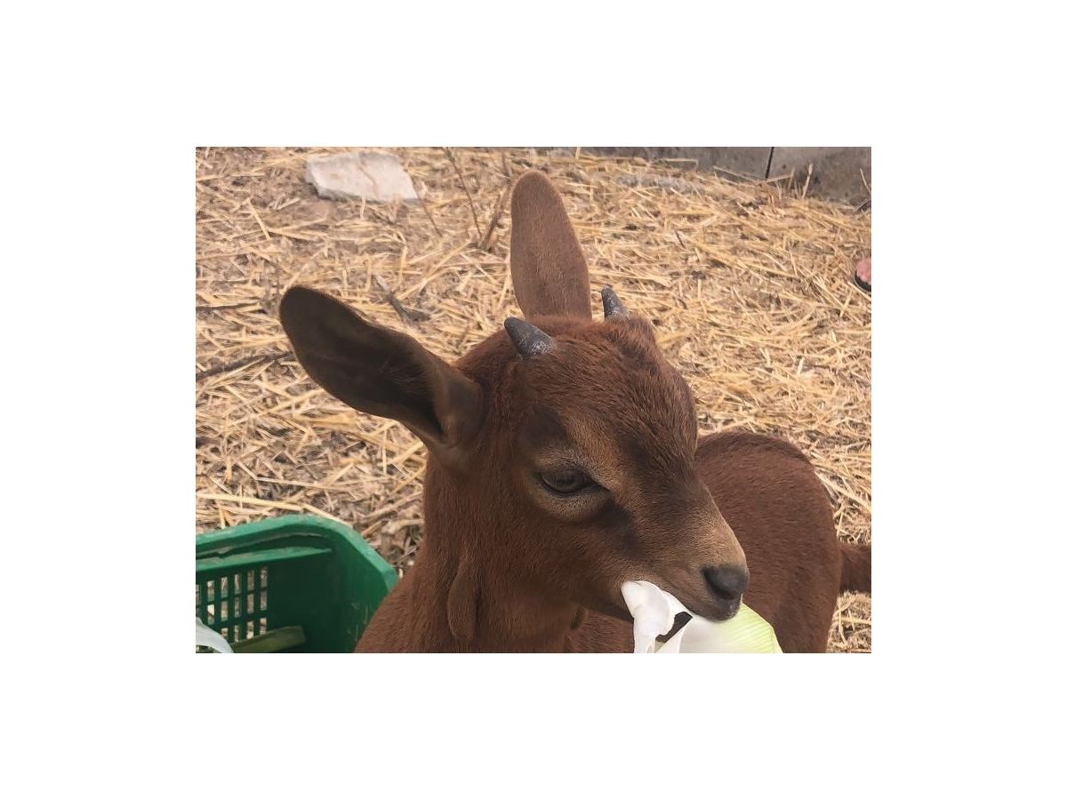 Finca Son Segi - Outdoor photo 3