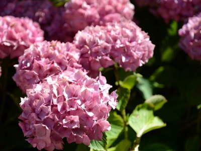 Holiday house L´Hortensia Cap Frèhel - Document photo 31