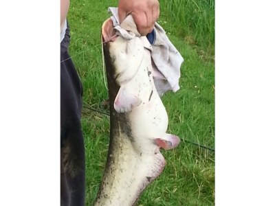 Holiday house Groß-Leiße at the dike - Environment photo 22