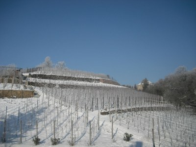 Holiday apartment Marias Leidenschaft im Weingut Mariaberg - Environment photo 13