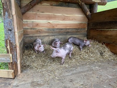 Holiday apartment Palio - Outdoor photo 9