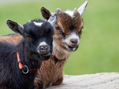 Holiday apartment Rutscherhof - Outdoor photo 3