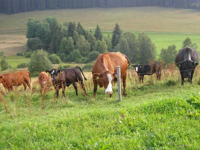 Holiday apartment Rutscherhof - Outdoor photo 11