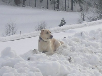 Holiday apartment Rutscherhof - Outdoor photo 13