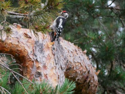 Holiday house Stressless Stressfrei - Environment photo 24