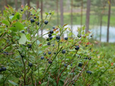 Holiday house Stressless Stressfrei - Environment photo 29