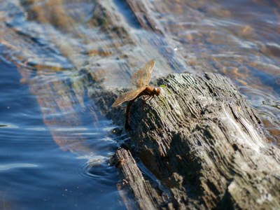 Holiday house Stressless Stressfrei - Environment photo 30