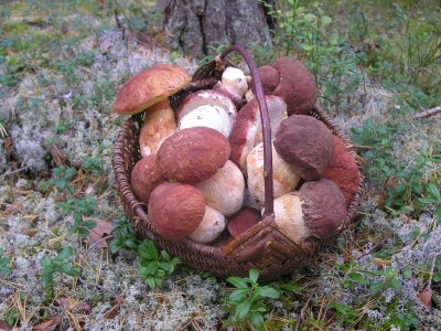 Holiday house Drewes, Soppstua (Pilzestube) - Environment photo 16