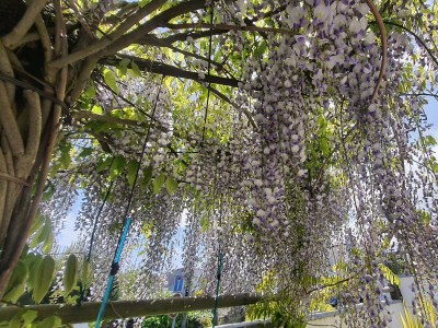 Holiday house Maison Dodo - Features photo 21