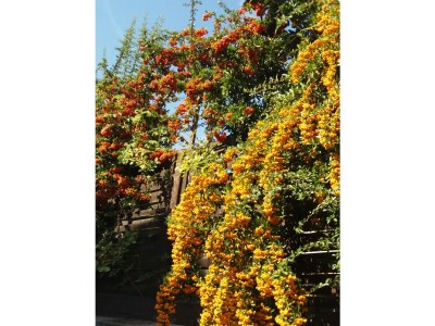 Holiday apartment Tedesco - Outdoor photo 5