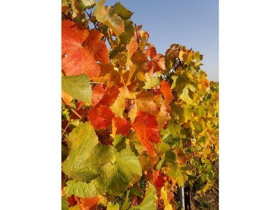 Holiday apartment Tedesco - Outdoor photo 11