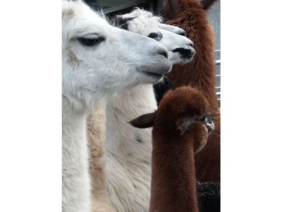 Holiday apartment Tedesco - Outdoor photo 12