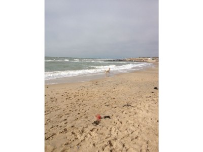 Holiday apartment Type A de luxe "Zee, Bos en Duin" - Environment photo 14