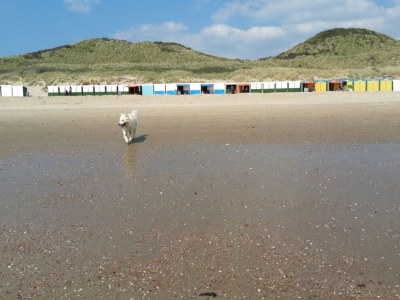 Holiday apartment Type A de luxe "Zee, Bos en Duin" - Environment photo 17