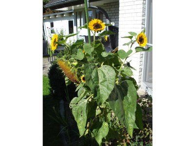 Holiday apartment 'Witt Hus' - Outdoor photo 11