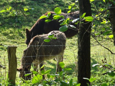 Holiday apartment 'Witt Hus' - Environment photo 33