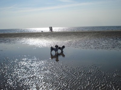 Holiday apartment 'Witt Hus' - Environment photo 34