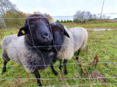 Holiday apartment Bambuswald - Outdoor photo 8