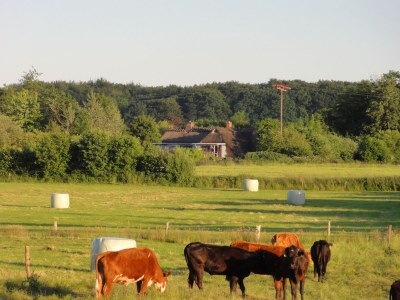 Holiday apartment Bambuswald - Outdoor photo 10