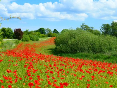 Holiday apartment Bambuswald - Environment photo 24