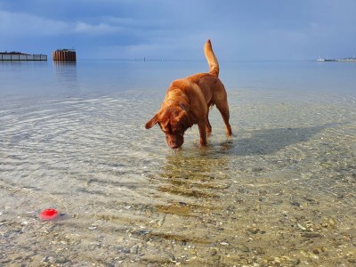 Holiday apartment Bambuswald - Environment photo 27